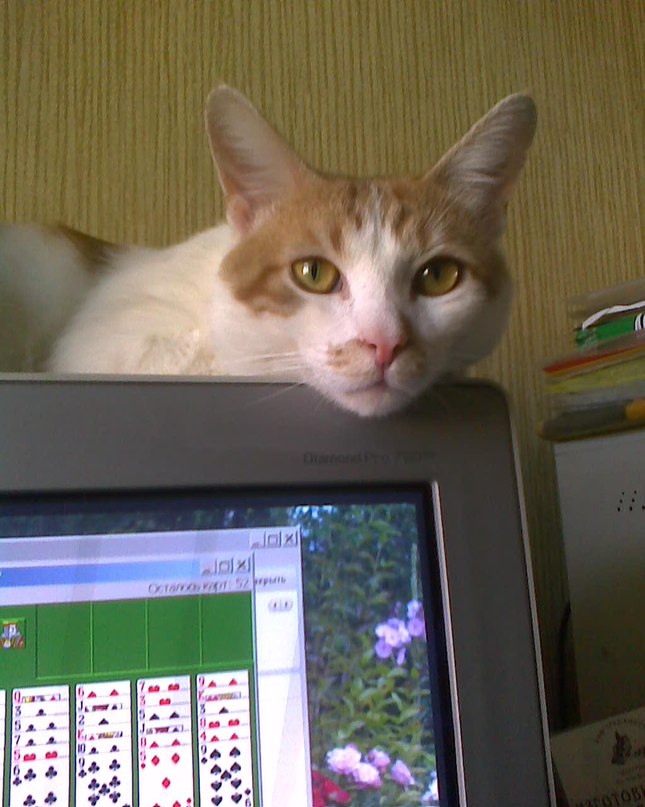 Елена Сорочинская Игоревна | Санкт-Петербург