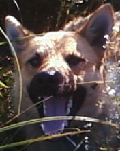 Мария Петрова | Видлица