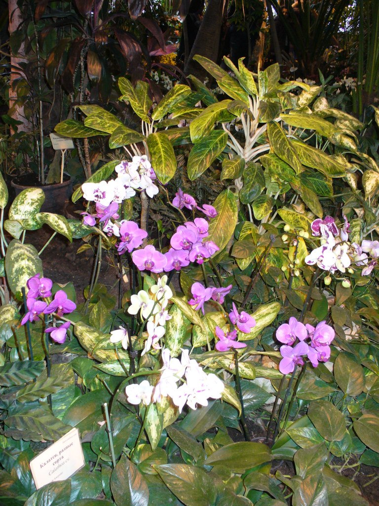 Татьяна Голубева | Москва