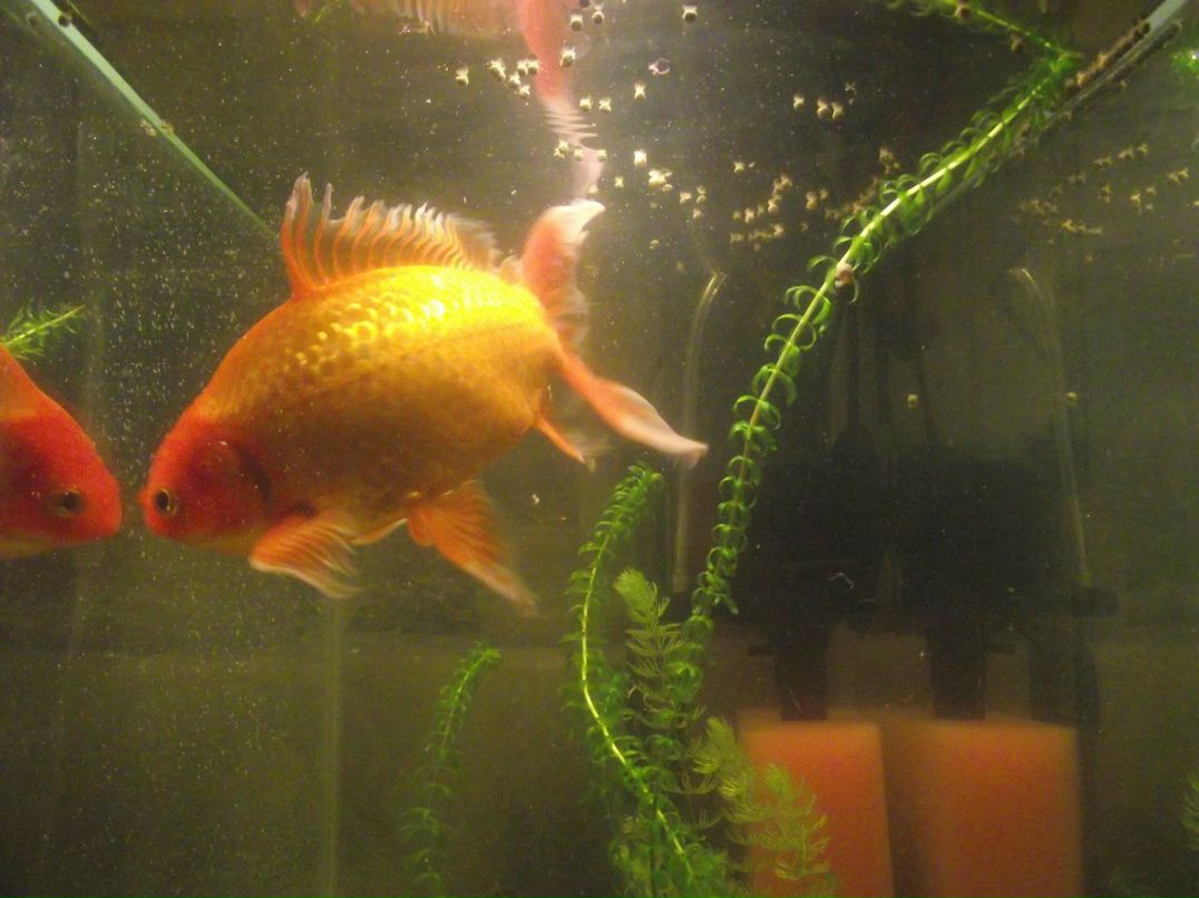 Павел Г | Омск