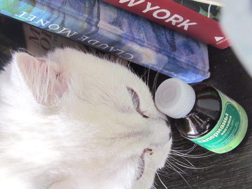 Валерия Дашут ܓ | Москва