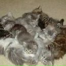 Галя Мацях | 