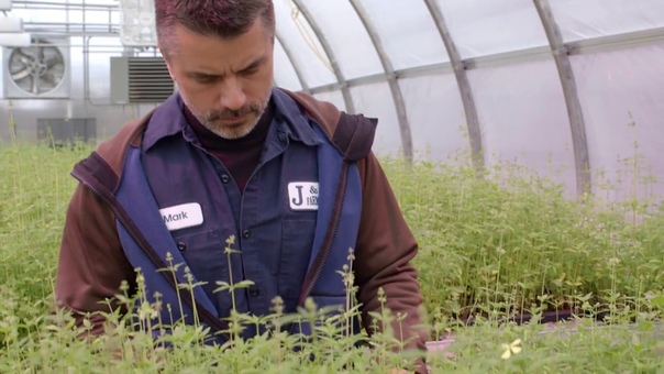 Planting the Seeds for Industrial Hemp in New York
