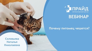 Почему питомец чешется?