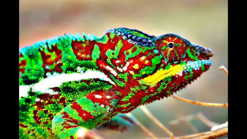 How Do Chameleons Change