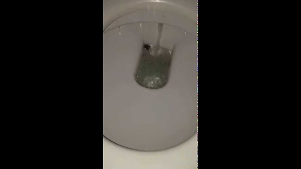 Huge spider hiding in