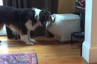 Dog Opens Dog Proof Container