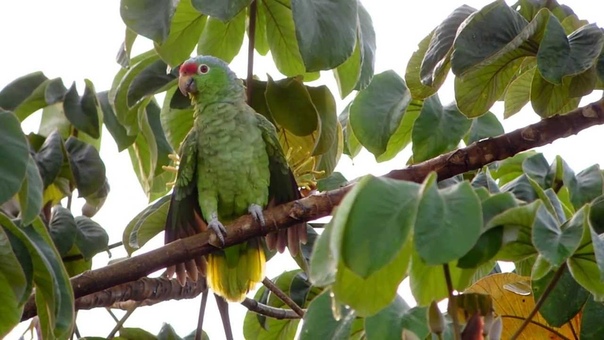 Краснолобый амазон ( Amazona