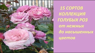 КОЛЛЕКЦИЯ ГОЛУБЫХ РОЗ моего сада..15 сортов.