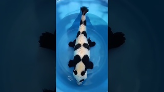 Panda fish #marvel #panda #fish #ai