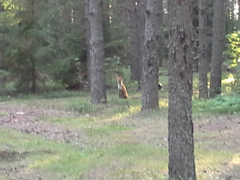 Евгения Туркова | Санкт-Петербург