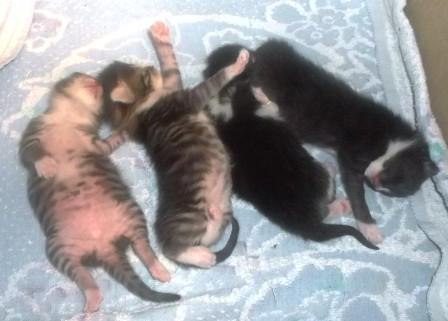 Лена Белицкая | Солигорск