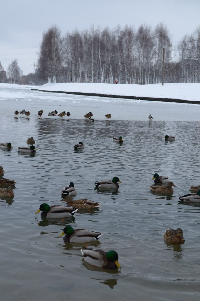 Алёна Швец | Новополоцк