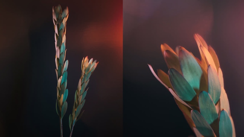 Omnia Flowers
