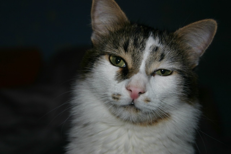 Каринэ Сытник trish | Донецк