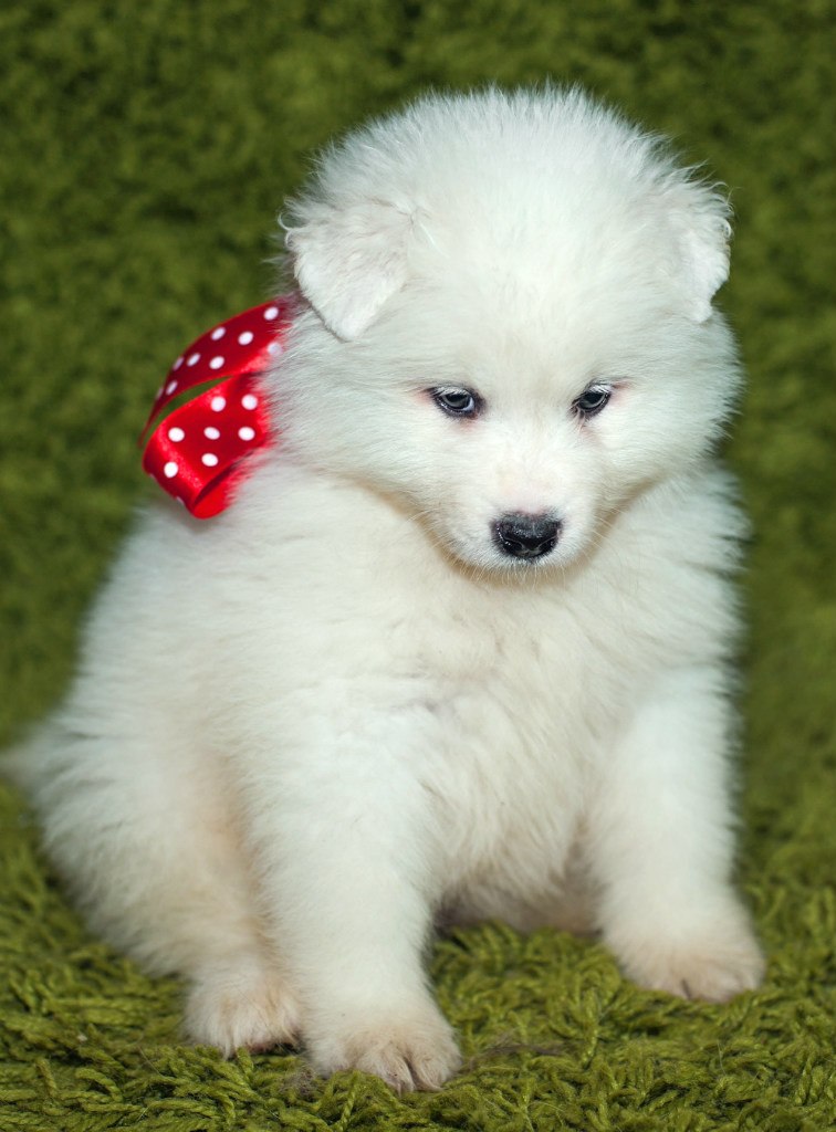 Виктория Золотова | Новомосковск