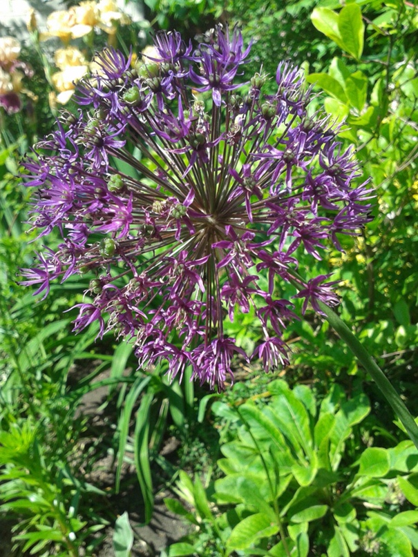 Артем Сидоренко STEALTH | Чернигов