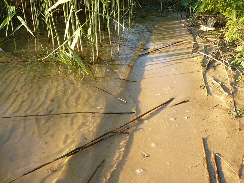 Дима Петров | Владимир