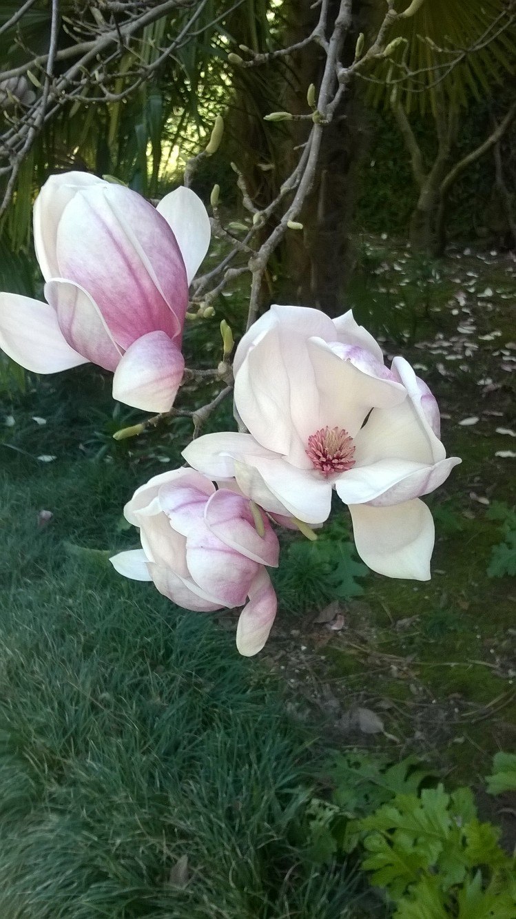 Ирина Корнеева | Михайловка