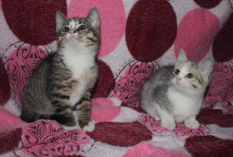 Евгения Лукьянова |