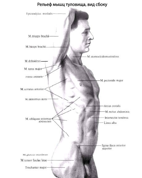 Ниже туловища. Проекция поверхностных мышц туловища. Как называется часть тела сбоку. Мышцы боковой части туловища. Части тела мужчины названия.