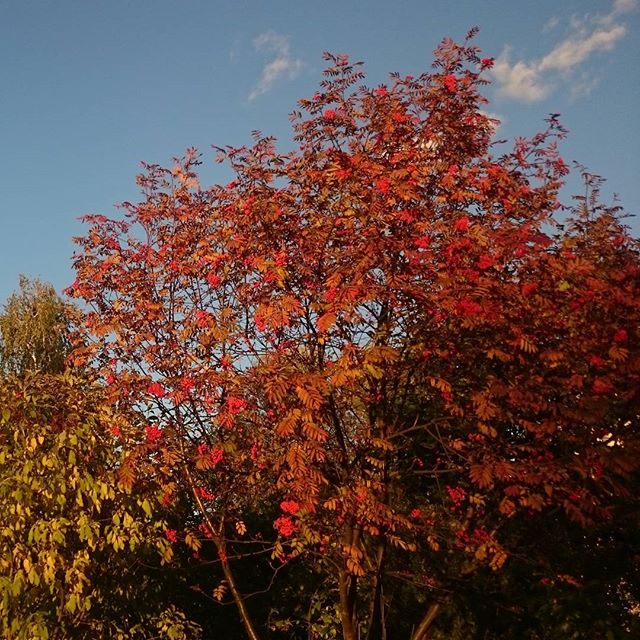 Катерина Белякова | Бронницы