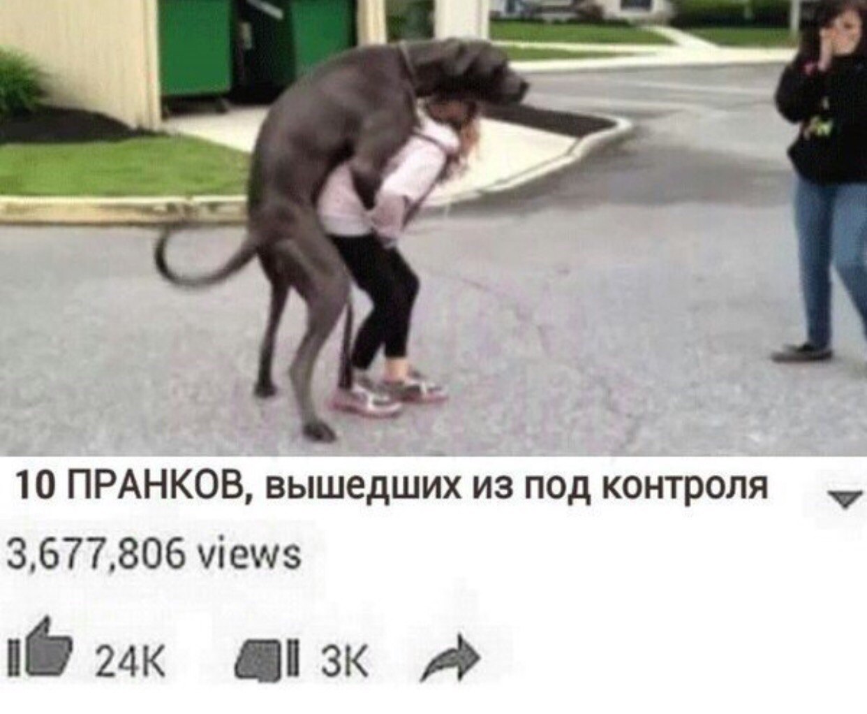 Сношающиеся собаки с человеком
