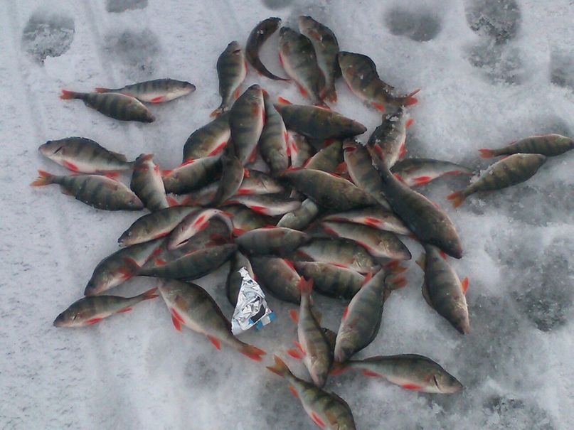 Роман Чистяков | Череповец