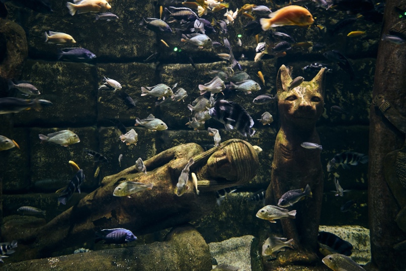 Константин Камышников | Москва