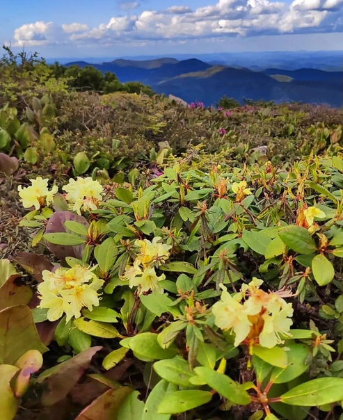 Приморский рододендрон фото Приморский рододендрон фото