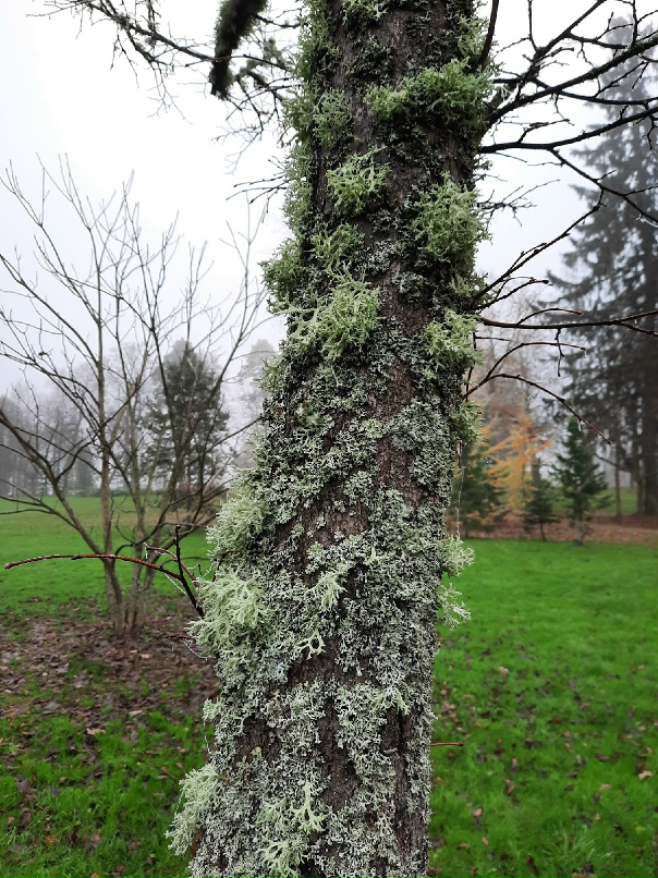 Лилия Сулименко | Санкт-Петербург