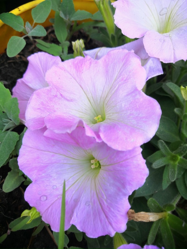 Марина Ситникова | Миасс