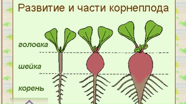 Корнеплоды особенности строения примеры растений На рисунке представлено развитие растения редиса назовите