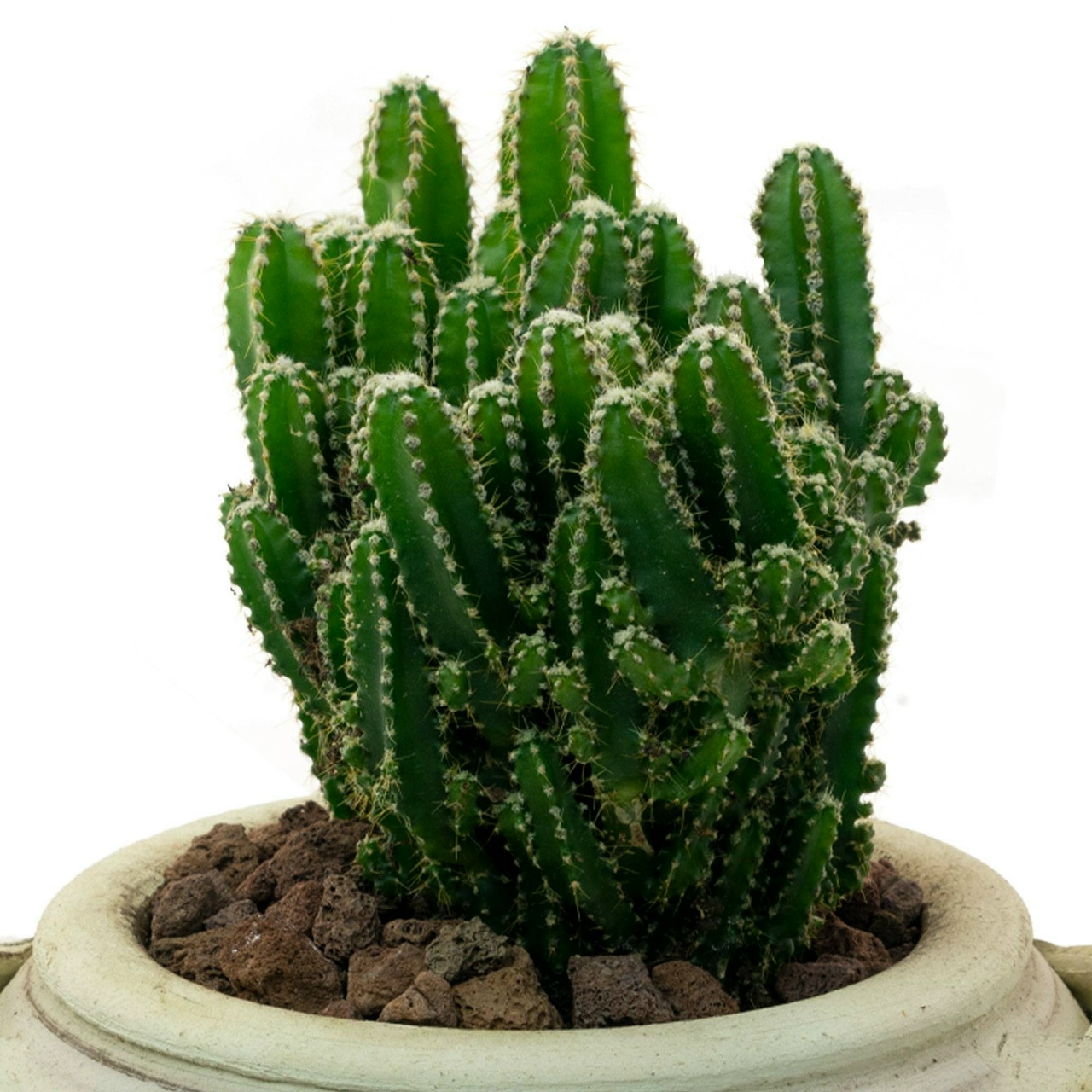 Кактус скала уход в домашних условиях фото Кактус скала уход в домашних условиях фото