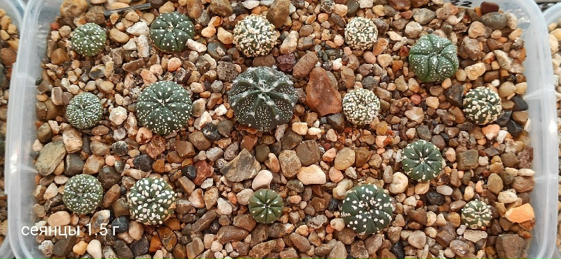 Дмитрий Поверинов |