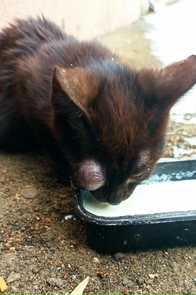 Электроугли (помогаю информационно )Ищем куратора,...