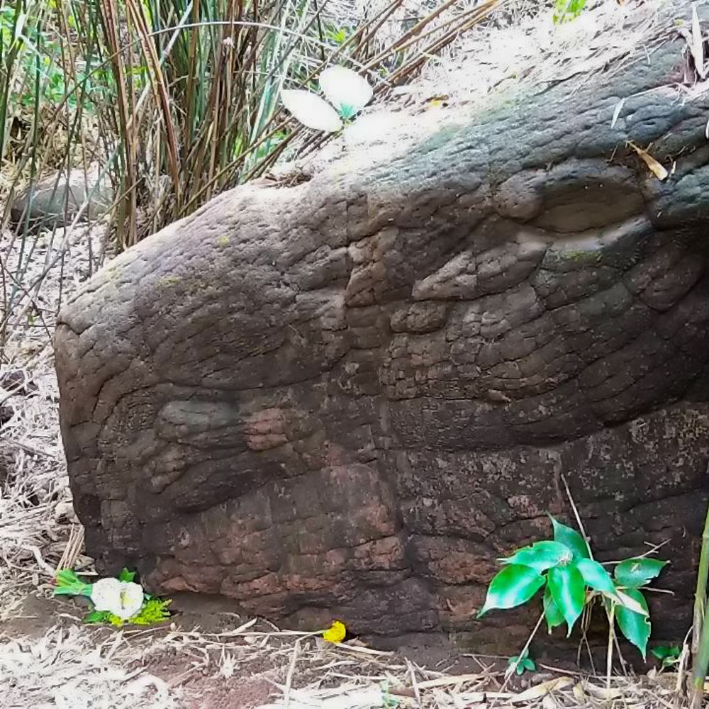 Окаменевшая змея тайланд Окаменевшая змея тайланд