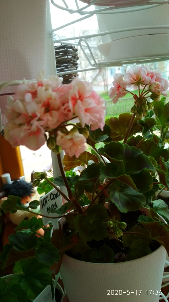 Ольга Фоменко | Северодвинск