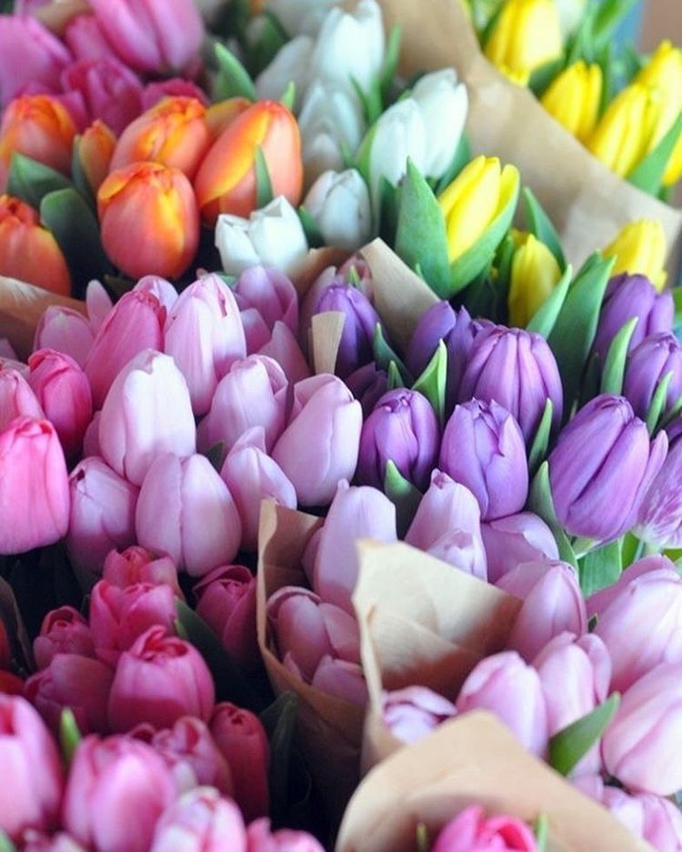 Первый день весны тюльпаны Первый день весны тюльпаны