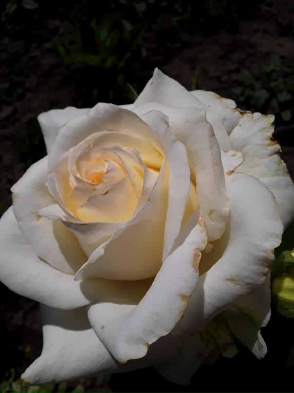 Анна Парамонова | Барнаул