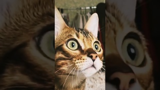 Котики Кривляки #котомем