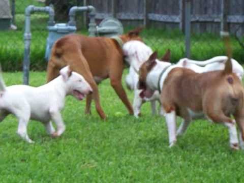 Bull Terrier puppies playing with their mom and boxer wks
