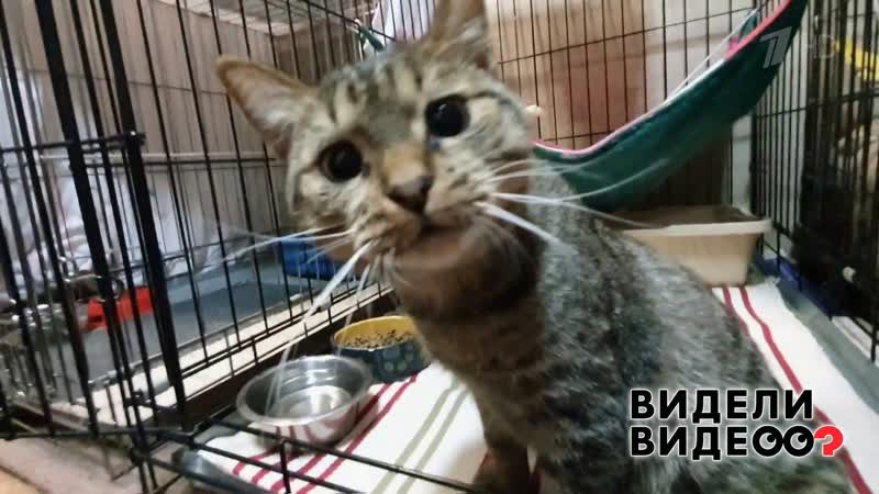 Дальнобойщик спас кота. Видели видео Фрагмент выпуска