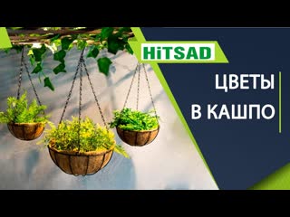 Что посадить в подвесные кашпо вертикальное озеленение -  хитсад тв