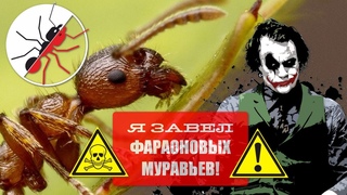 БЕЗУМИЕ!!! ЗАВЕЛ ФАРАОНОВЫХ МУРАВЬЕВ! (Monomorium pharaonis)