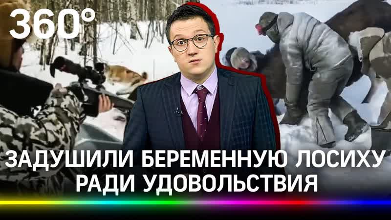 Голыми руками задушили беременную лосиху ради забавы, а