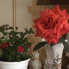 Ирина Иванова : профиль, фото, статус - ВКонтакте
