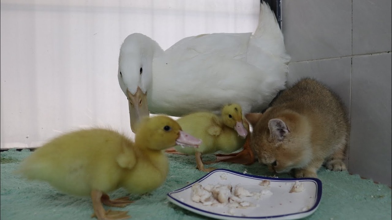 Kitten has lunch with Ducks dad, Duck, for the first time cat a little