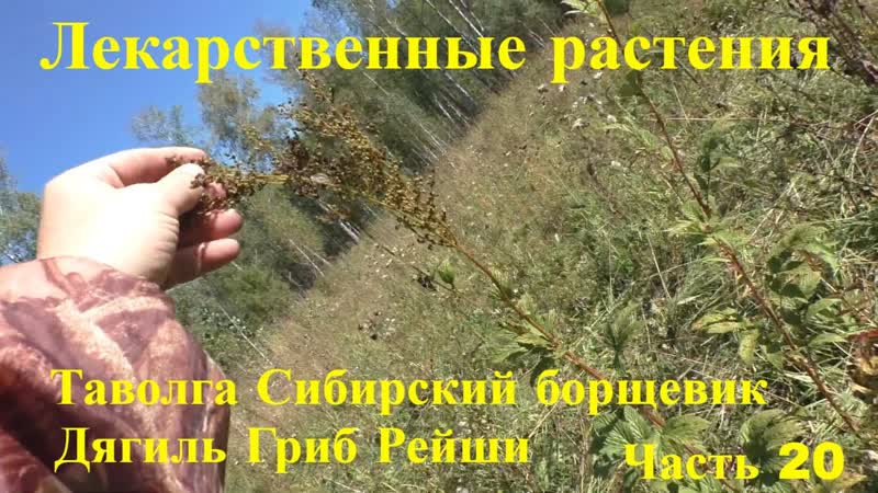 Лекарственные растения Сибирский борщевик Дягель