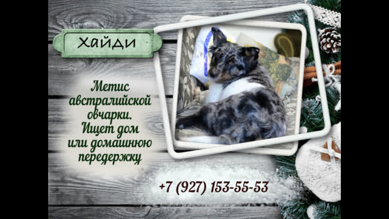 хайди ищет